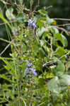 American bellflower